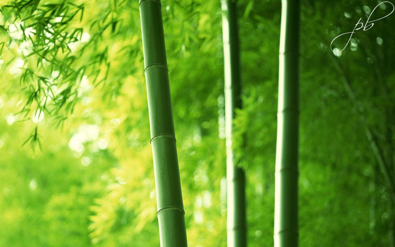 网红商城